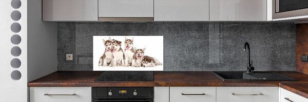 Konyhai fali panel Husky kiskutyák