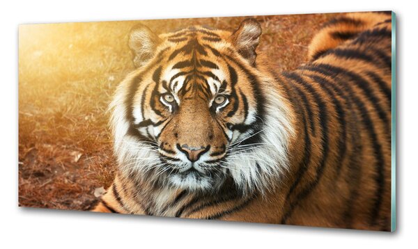Konyhai fali panel Bengáli tigris