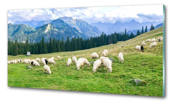 Konyhai dekorpanel Sheep a tátrában