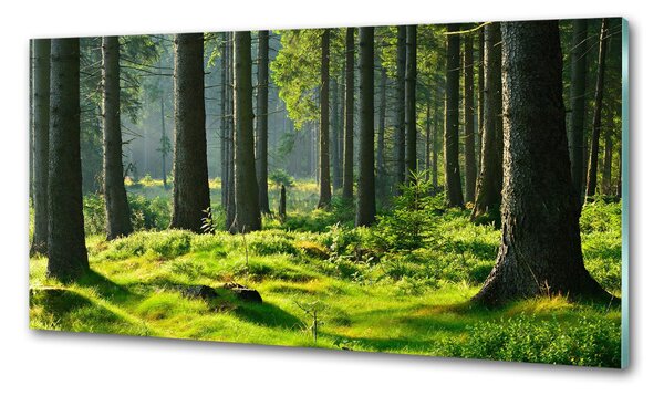 Konyhai dekorpanel Lucfenyőerdő