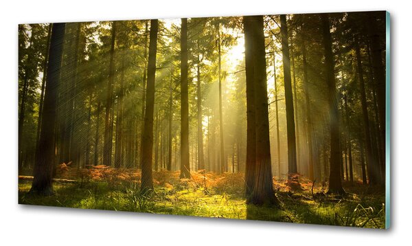 Konyhapanel Forest a nap