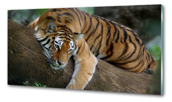 Konyhai fali panel Tiger a fán