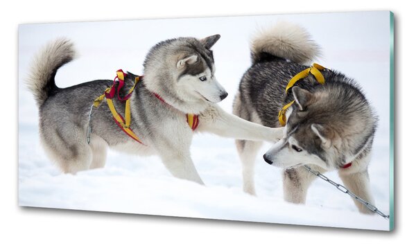 Konyhai fali panel Husky tél