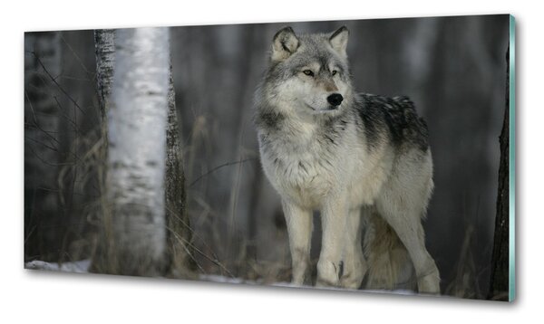 Konyhai fali panel Szürke farkas