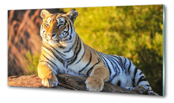 Konyhai fali panel Portré egy tigris