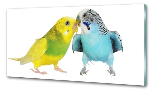 Konyhai fali panel Budgies