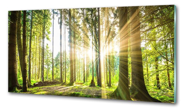 Konyhapanel Forest a nap