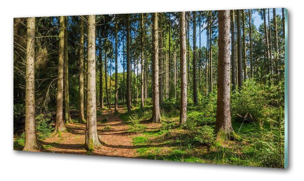 Konyhapanel Panorama erdő