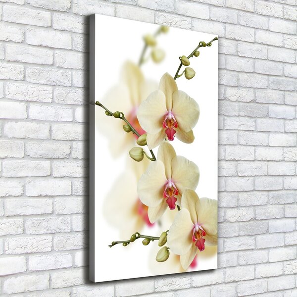 Vászonkép nyomtatás Orchidea