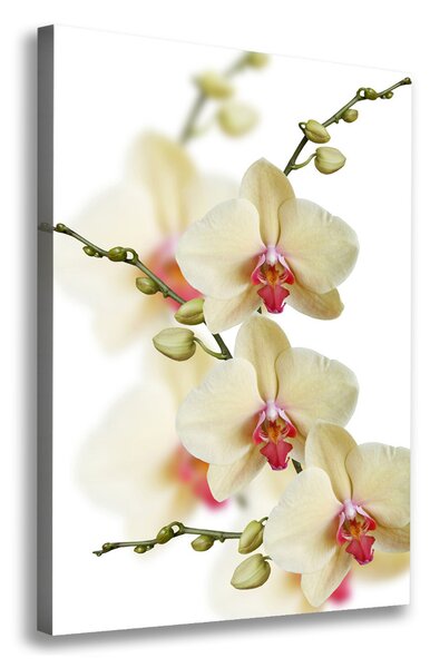 Vászonkép nyomtatás Orchidea