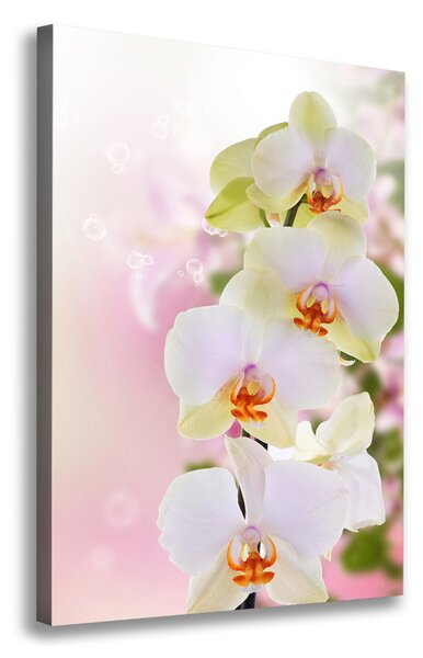 Vászonkép nyomtatás Fehér orchidea