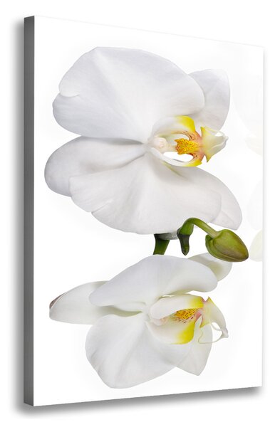Vászonkép nyomtatás Fehér orchidea