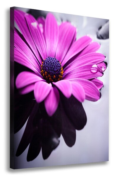 Vászonkép nyomtatás Rózsaszín gerbera