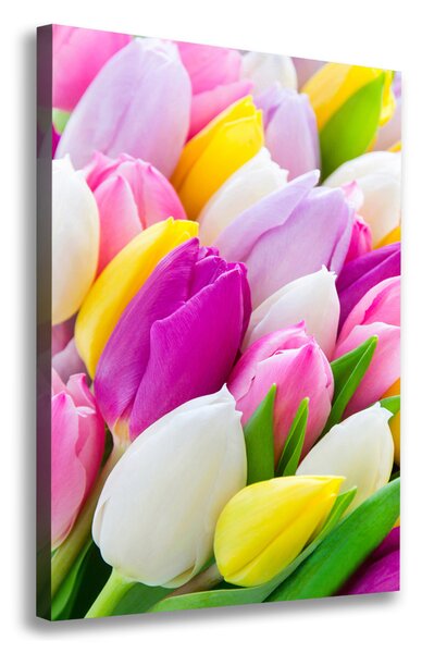 Vászonkép nyomtatás Színes tulipán