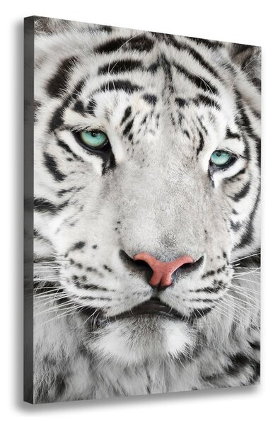 Vászonkép Fehér tigris