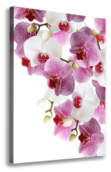 Vászonkép nyomtatás Orchidea