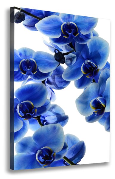 Vászonkép nyomtatás Kék orchidea