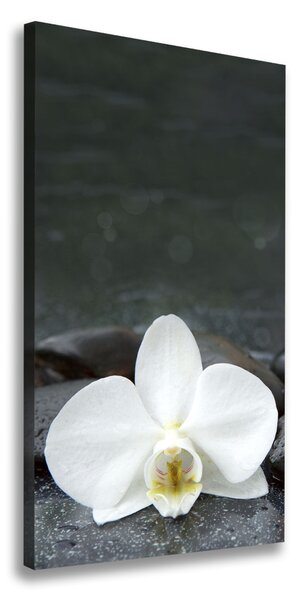 Vászonkép nyomtatás Orchidea kövek
