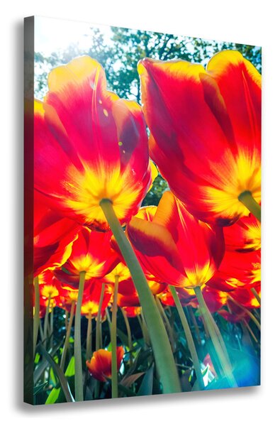 Vászonkép nyomtatás Piros tulipánok