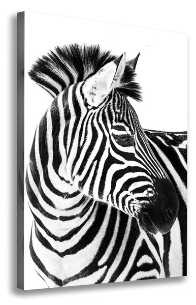 Vászonkép Zebra hó