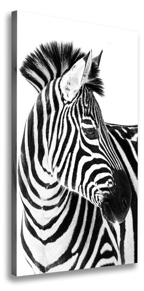 Vászonkép Zebra hó