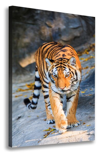 Vászonkép Tigris