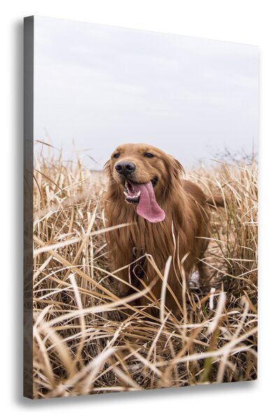Vászonkép Golden retriever