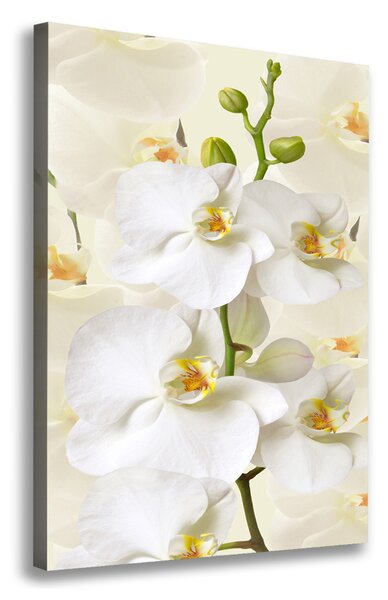 Vászonkép nyomtatás Fehér orchidea