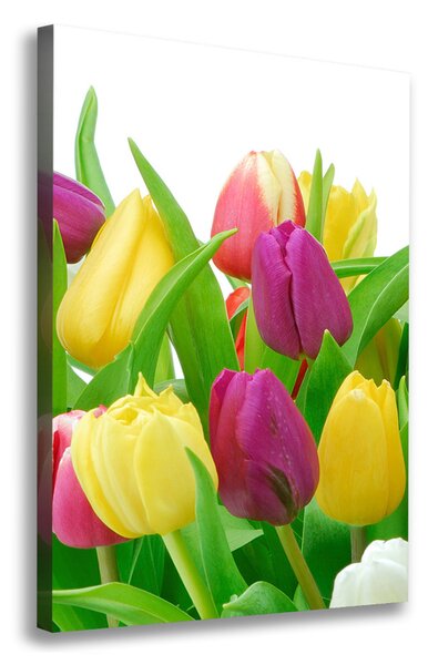 Vászonkép nyomtatás Színes tulipán