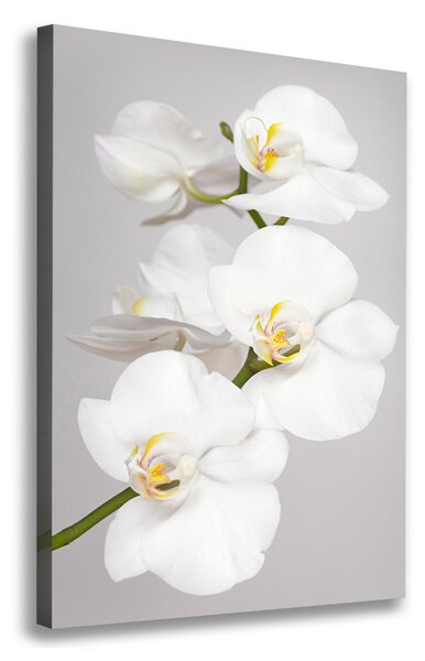 Vászonkép nyomtatás Fehér orchidea