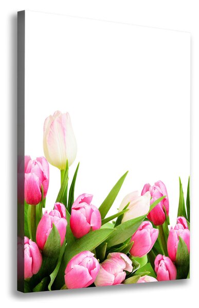 Vászonkép nyomtatás Rózsaszín tulipánok