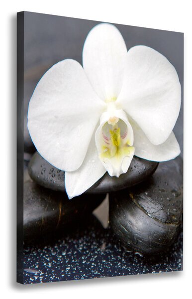 Vászonkép nyomtatás Orchidea és kövek