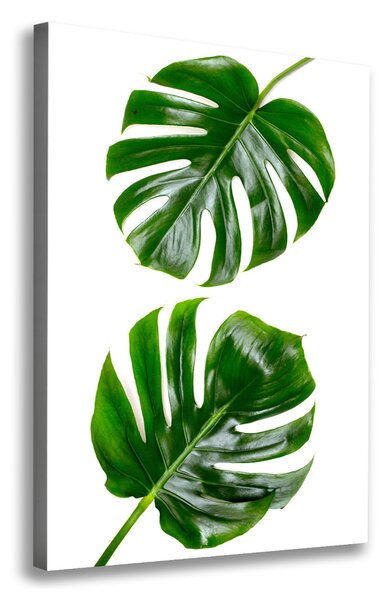 Vászonkép nyomtatás Monstera