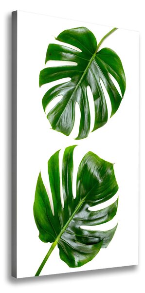 Vászonkép nyomtatás Monstera