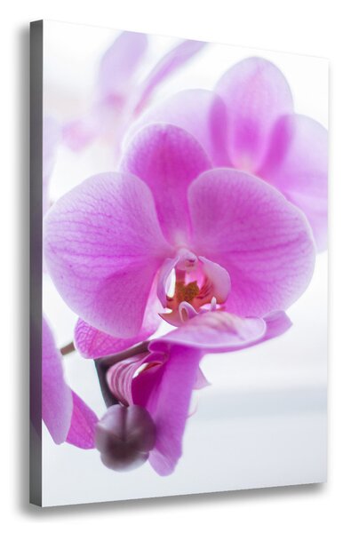 Vászonkép nyomtatás Rózsaszín orchidea