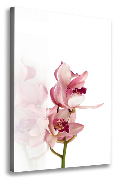 Vászonkép nyomtatás Rózsaszín orchidea