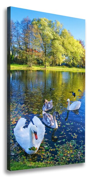 Vászonkép Swans a tó