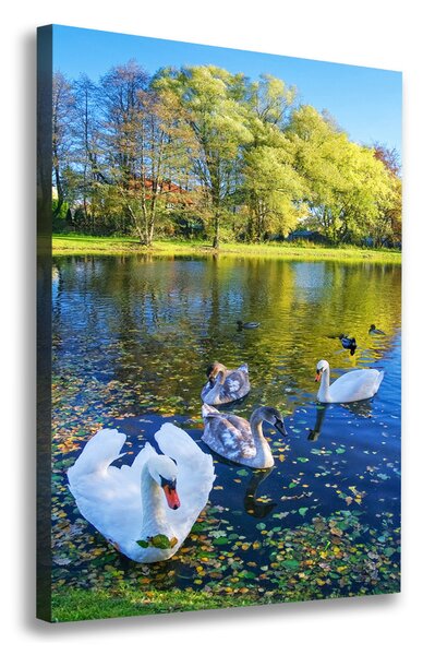Vászonkép Swans a tó