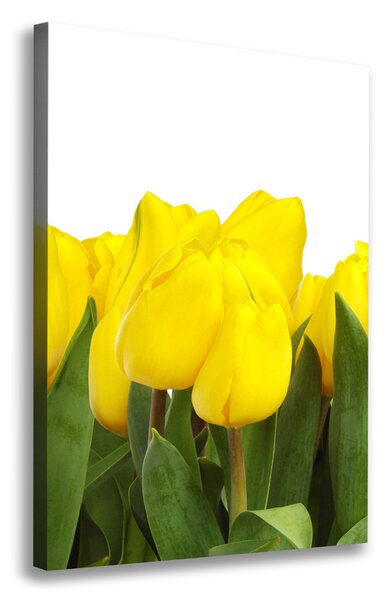 Vászonkép nyomtatás Sárga tulipánok