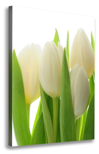 Vászonkép nyomtatás Fehér tulipán