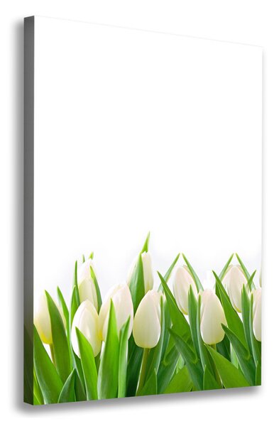 Vászonkép nyomtatás Fehér tulipán