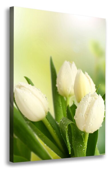 Vászonkép nyomtatás Fehér tulipán