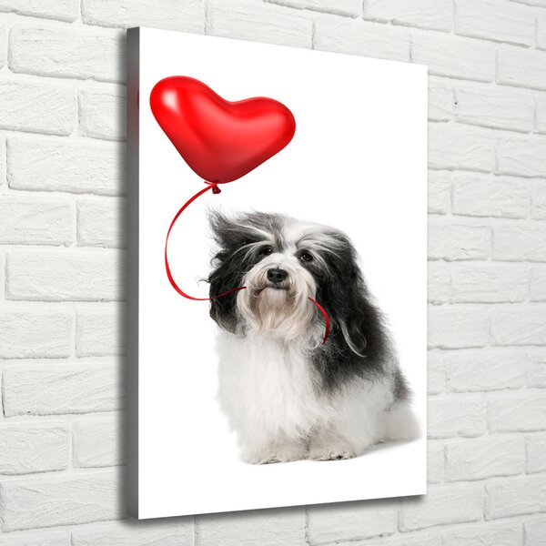 Vászonkép Havanese léggömb