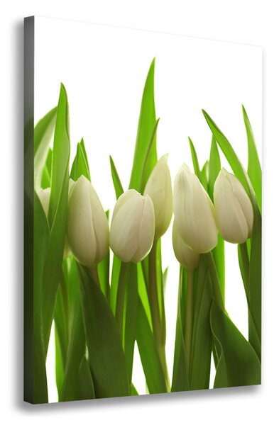 Vászonkép nyomtatás Fehér tulipán