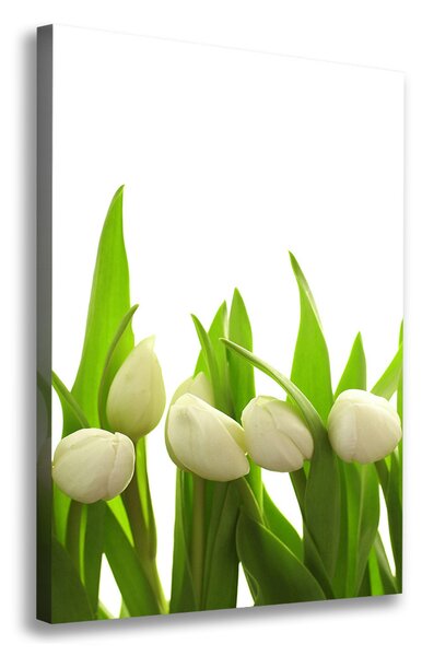 Vászonkép nyomtatás Fehér tulipán