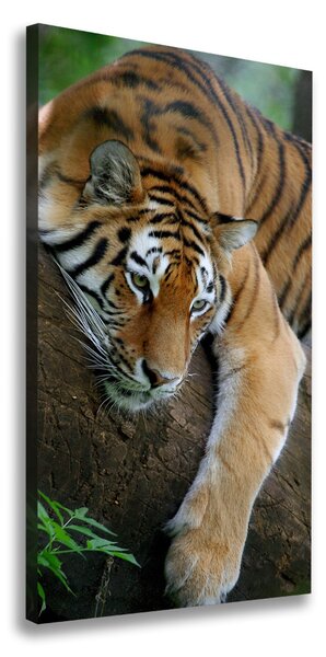Vászonkép Tiger a fán