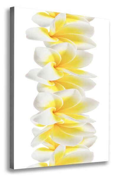 Vászonkép nyomtatás Plumeria