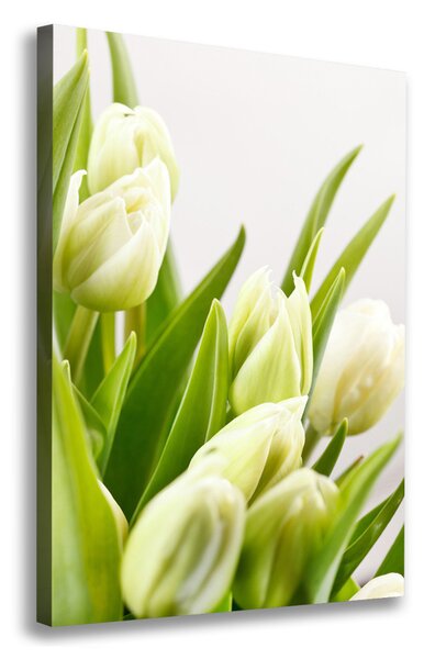Vászonkép nyomtatás Fehér tulipán