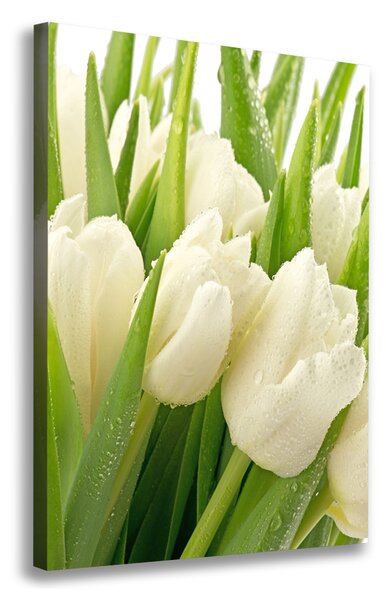 Vászonkép nyomtatás Fehér tulipán