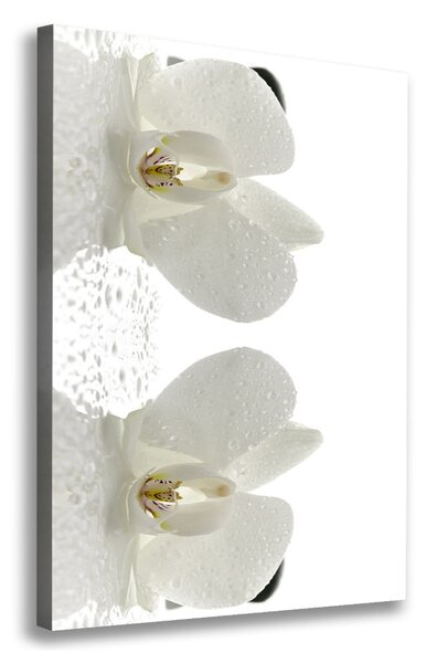 Vászonkép nyomtatás Orchidea és kövek